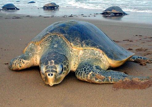 ���������� ��������