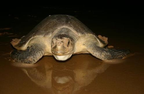 ���������� ��������