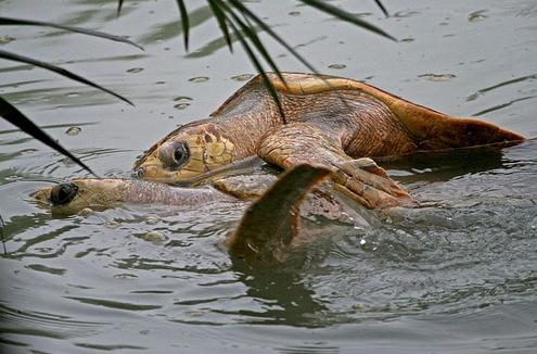 ���������� ��������