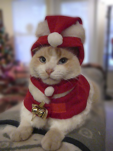 Готовимся к Новому Году вместе с кошкой!