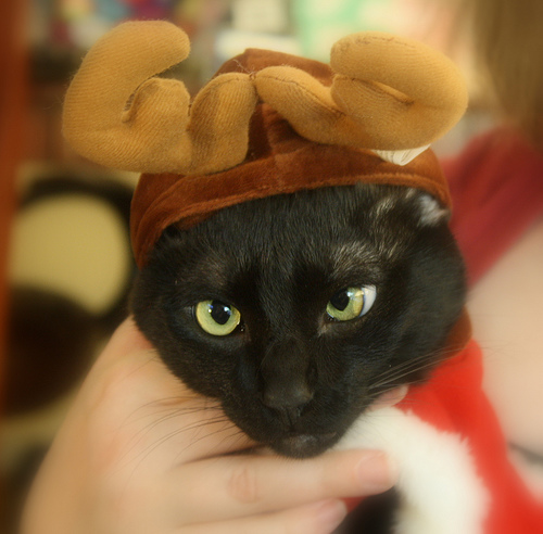 Готовимся к Новому Году вместе с кошкой!