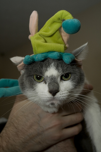 Готовимся к Новому Году вместе с кошкой!