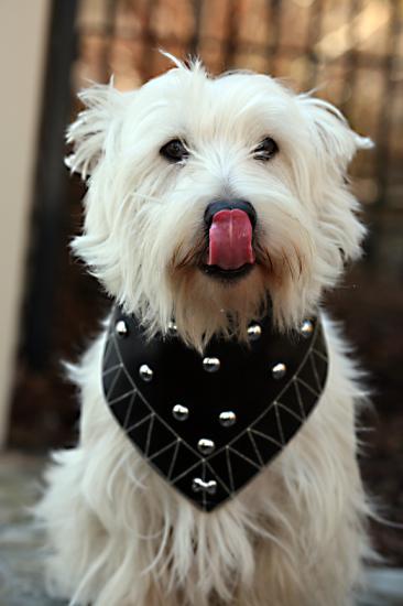 �������� ���������