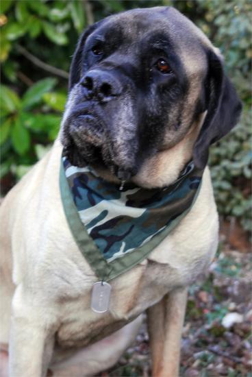 �������� ���������