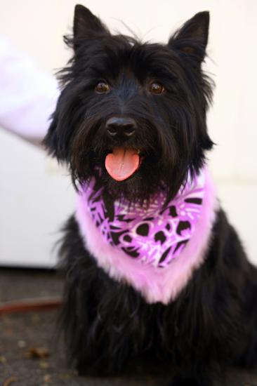 �������� ���������