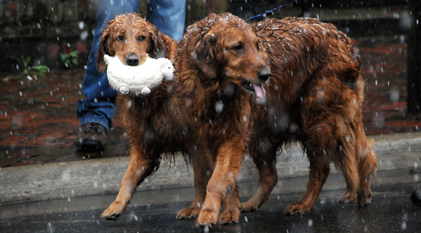 �������������� ����