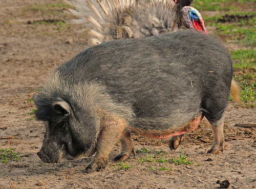 ����������� ����������� ������