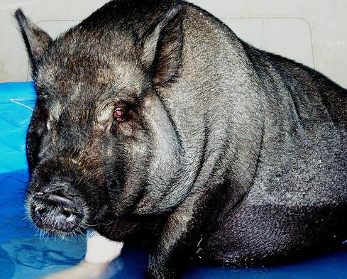 ����������� ����������� ������