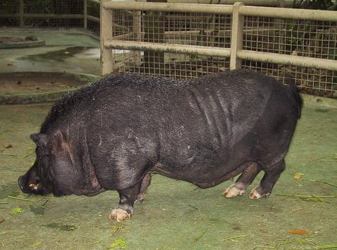 ����������� ����������� ������