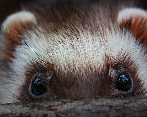 ������ ��� ������ �� �������!