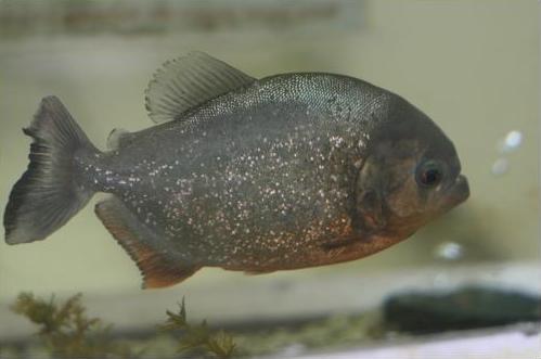 ������ ������� ��������