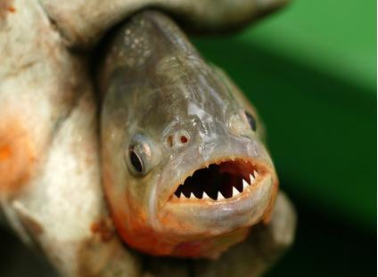 ������ ������� ��������