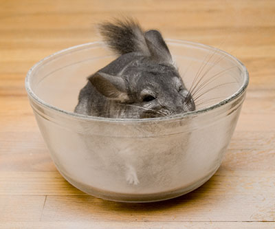 SPA-процедуры для шиншилл SPA-процедуры для шиншилл