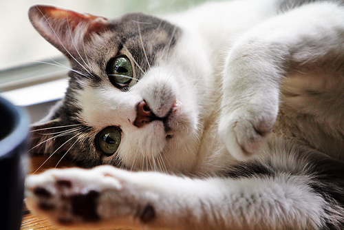 "���� ����" ��-�������