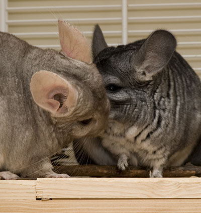 �������� ��� �������