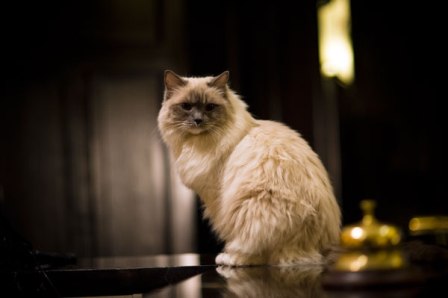 ���� �������� ��������