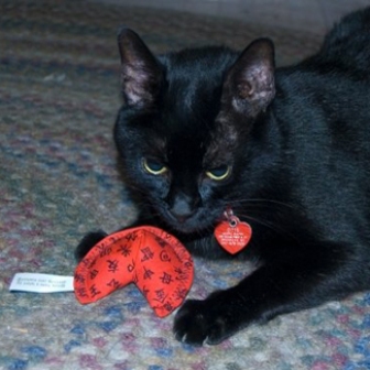 ������� ��� ����� ������ ������