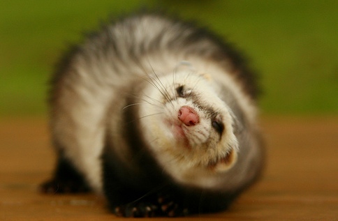 ������� 82 �������