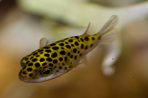 ����� � �������