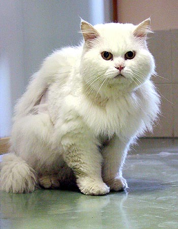 ����������� ����������� ���� �����