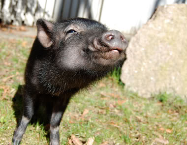 ������ ��������