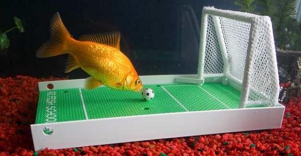 ���� ���� ���