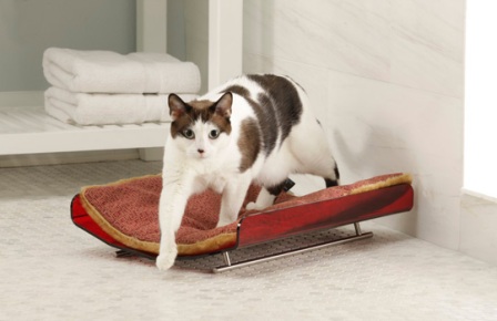 ������� ��� �����: ����������