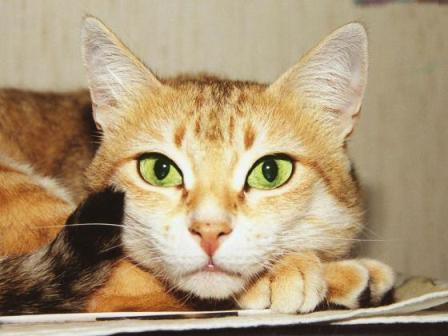 ����������� �������� �������� � ������