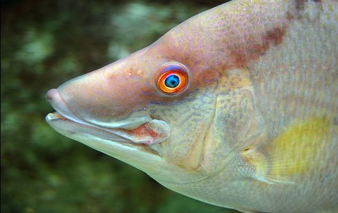 ���� ������� ����������