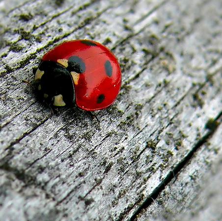 ����� ������� � ��������� �������