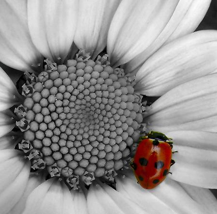 ����� ������� � ��������� �������