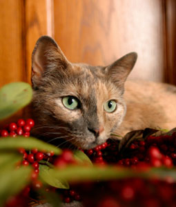 ������� �������� � ��������!