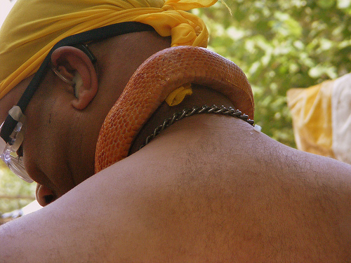 Общежития тесноваты для рептилий