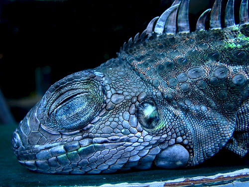 Общежития тесноваты для рептилий