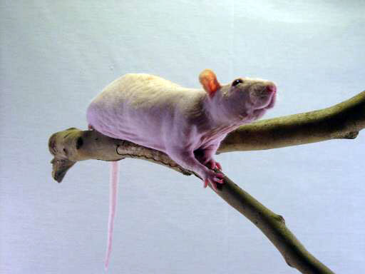 Лысые питомцы Лысые питомцы