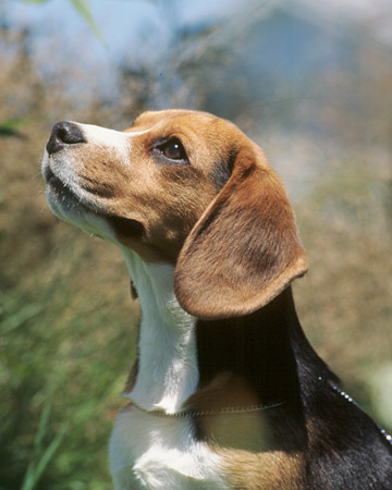 ����� ���������� ������ ����� � ����