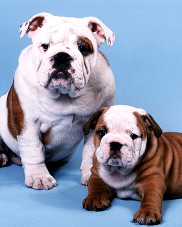 ����� ���������� ������ ����� � ����