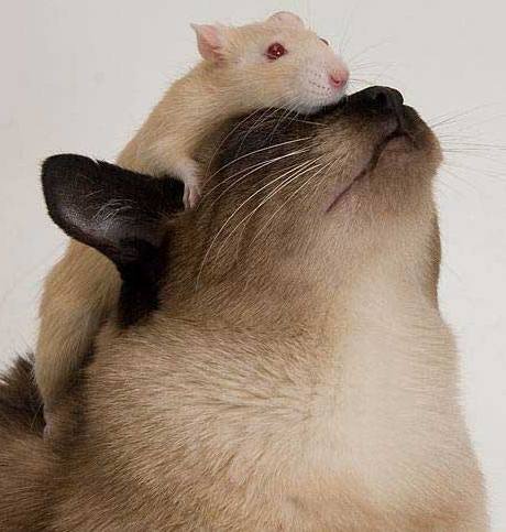 ����������� ������ ����� �����