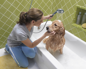 Если хочешь быть здоров – утепляйся! И другие правила заботы о вашей собаке зимой Если хочешь быть здоров – утепляйся! И другие правила заботы о вашей собаке зимой