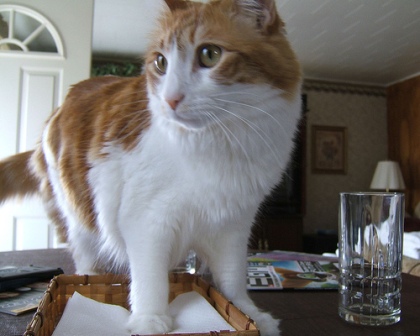 ������ ���� �� ����� �����?