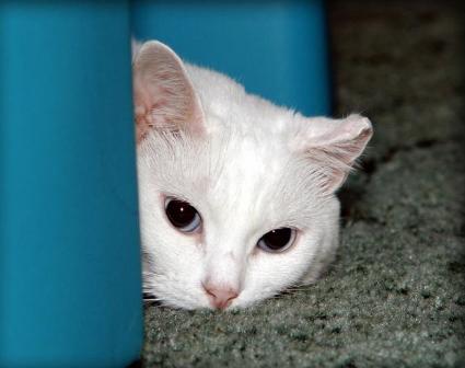 � ����� ������?