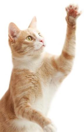 � ���� ����� ����� ��� ������?