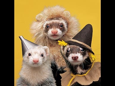 ������ � ����������!