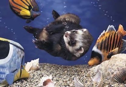 ������ � ����������!