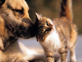 ������ ������ �������