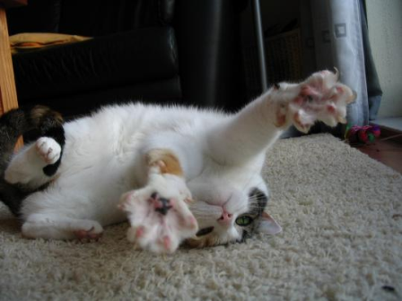 �����������. ��� �� �����?