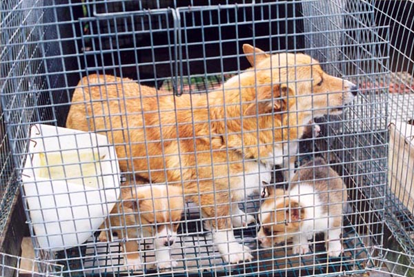 ������� ������ � �������