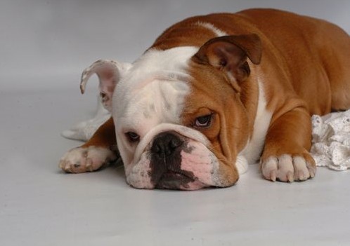 ������� ��� ������ �������