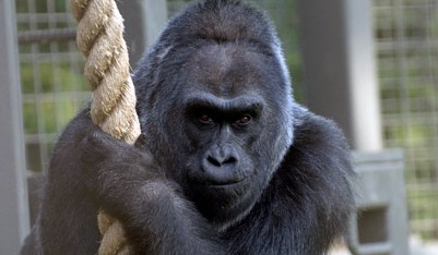 �������-��������������� �������� ���� ��������