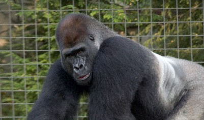 �������-��������������� �������� ���� ��������